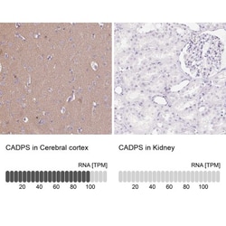 CADPS Antibody, Novus Biologicals:Antibodies:Primary Antibodies
